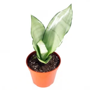 Sansevieria Moonshine Live Plant – 4 inch Pot – Indoor Snake Plant - Image 1