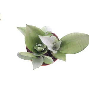 Sansevieria Moonshine Live Plant – 6 inch Pot – Indoor Snake Plant - Image 2