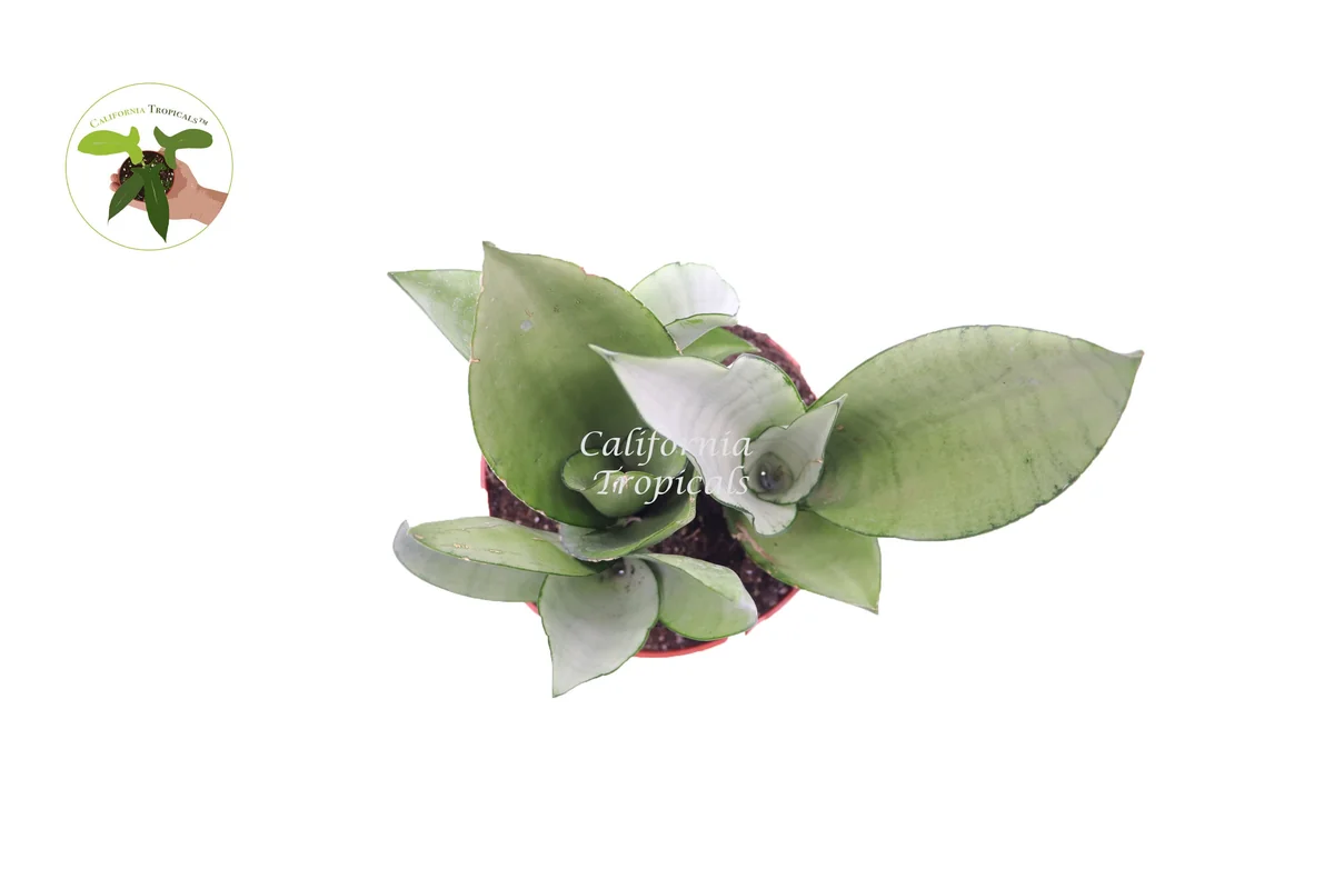 Sansevieria Moonshine Live Plant – 6 inch Pot – Indoor Snake Plant - Image 2
