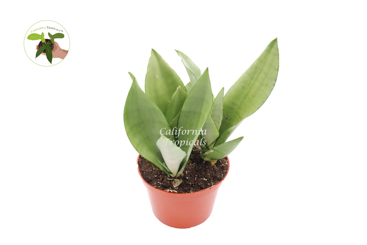 Sansevieria Moonshine Live Plant – 6 inch Pot – Indoor Snake Plant - Image 1