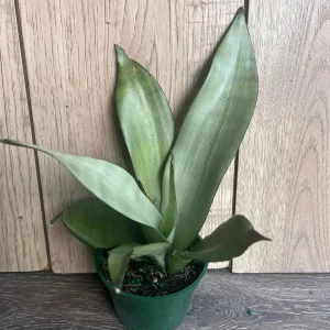 Sansevieria Moonshine Live Plant - Silver Snake Plant - 4 inch Pot - Indoor Houseplant - Image 6