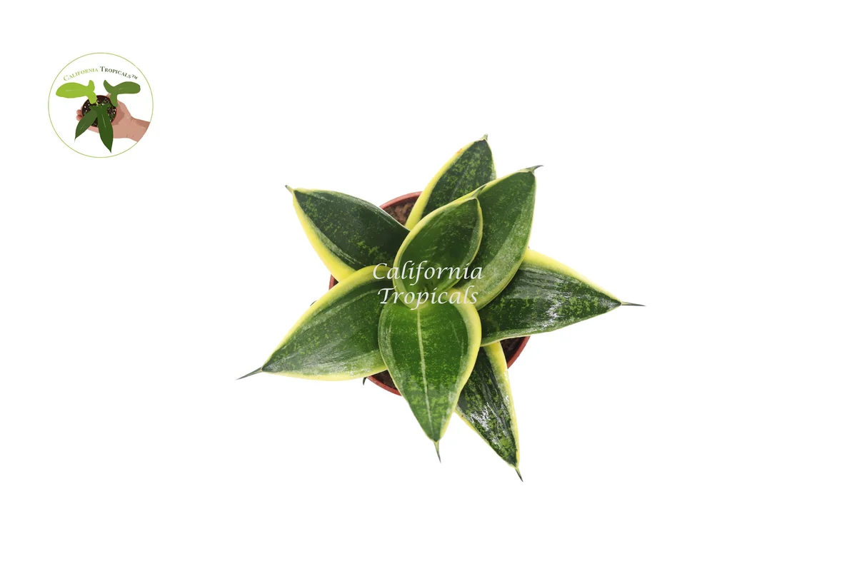 Sansevieria Ocean Star Live Plant – 4 inch Pot – Indoor Snake Plant - Image 2