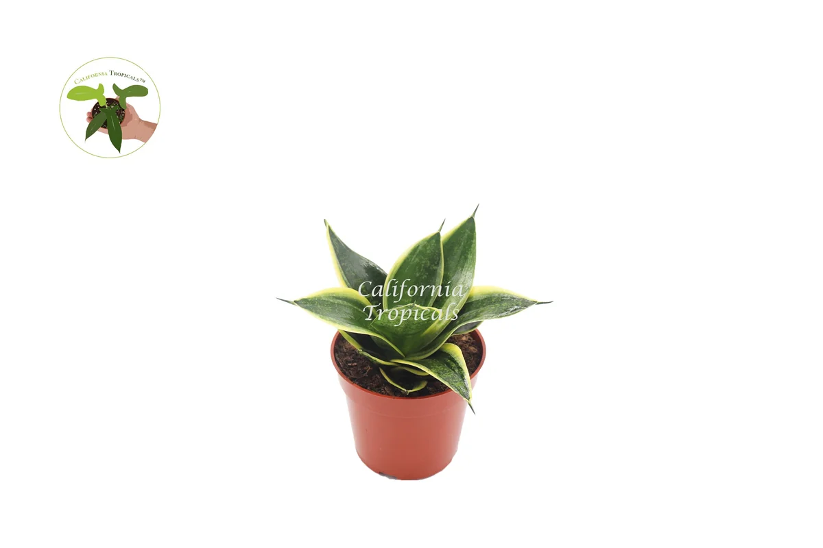 Sansevieria Ocean Star Live Plant – 4 inch Pot – Indoor Snake Plant - Image 1
