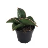 Sansevieria Samurai Snake Plant - Live Houseplant - 2 inch Pot - Indoor - Image 1
