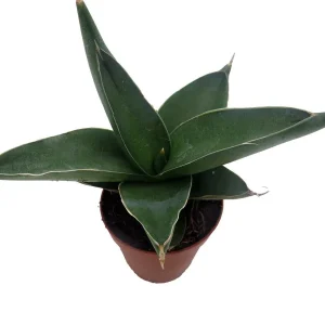 Sansevieria Samurai Snake Plant - Live Houseplant - 2 inch Pot - Indoor - Image 4