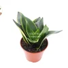 Sansevieria Snake Plant Emerald Star – Live Plant – 4 inch Pot – Indoor - Image 1