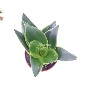 Sansevieria Snake Plant Emerald Star – Live Plant – 4 inch Pot – Indoor - Image 2