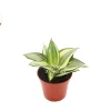 Sansevieria Sol Radiante Live Plant – 4 inch Pot – Indoor Snake Plant - Image 1