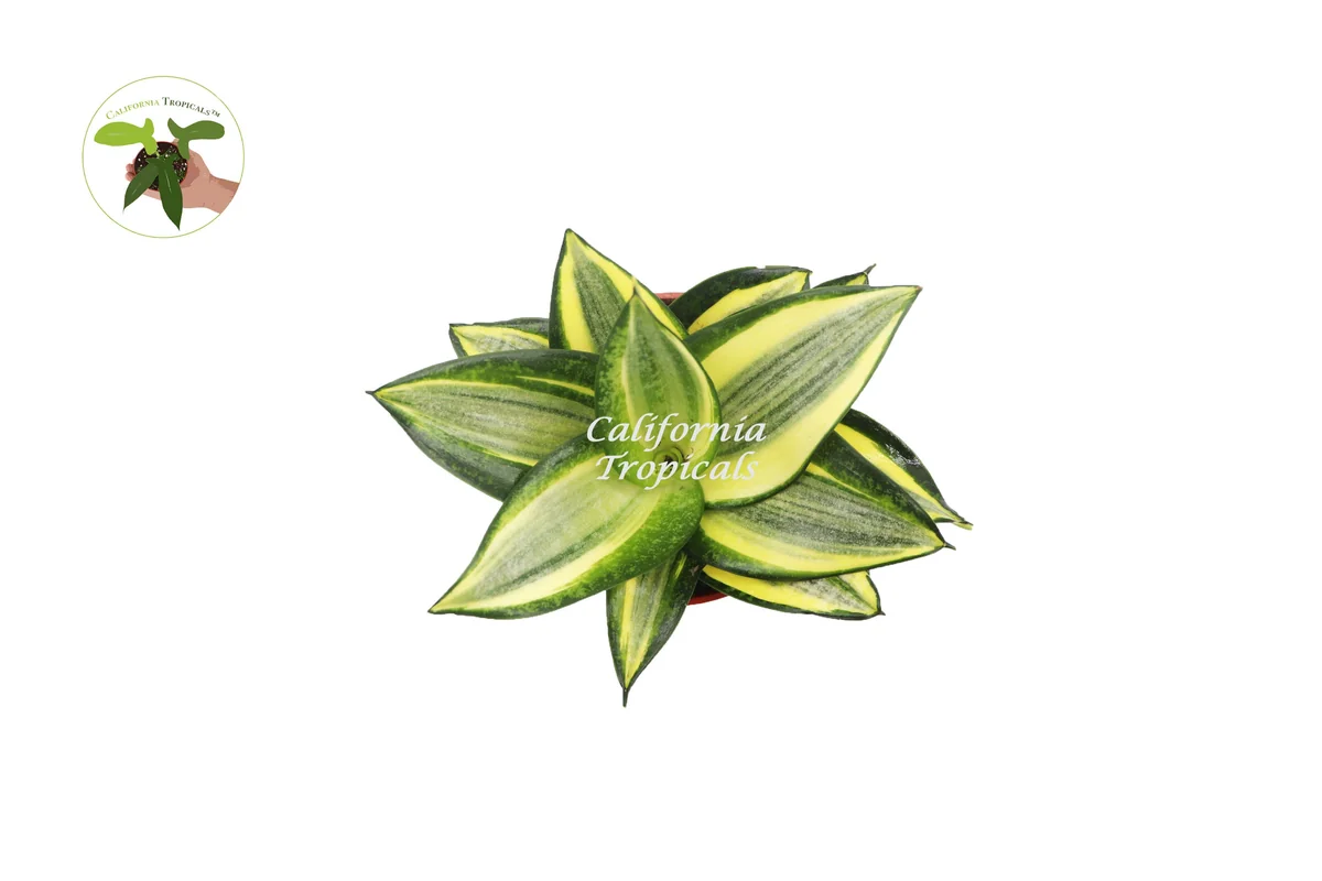 Sansevieria Sol Radiante Live Plant – 4 inch Pot – Indoor Snake Plant - Image 2