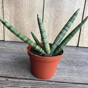 Sansevieria Starfish Live Plant - 4 inch Pot - Easy Care Indoor Succulent - Image 3