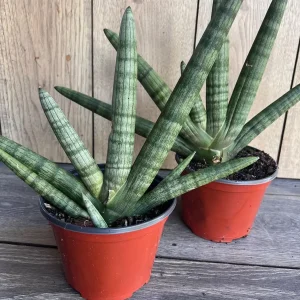 Sansevieria Starfish Live Plant - 4 inch Pot - Easy Care Indoor Succulent - Image 1