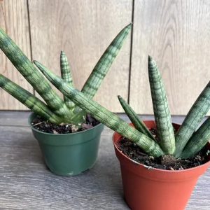 Sansevieria Starfish Live Plant - 4 inch Pot - Easy Care Indoor Succulent - Image 4