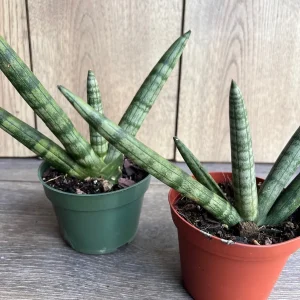 Sansevieria Starfish Live Plant - 4 inch Pot - Easy Care Indoor Succulent - Image 5