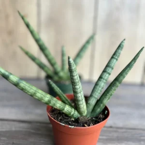 Sansevieria Starfish Live Plant - 4 inch Pot - Easy Care Indoor Succulent - Image 7