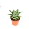 Sansevieria Starlight Snake Plant - 4'' Pot Live Plant - Indoor - Image 1
