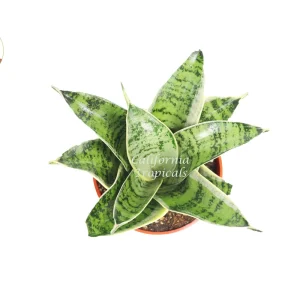 Sansevieria Starlight Snake Plant - 4'' Pot Live Plant - Indoor - Image 2