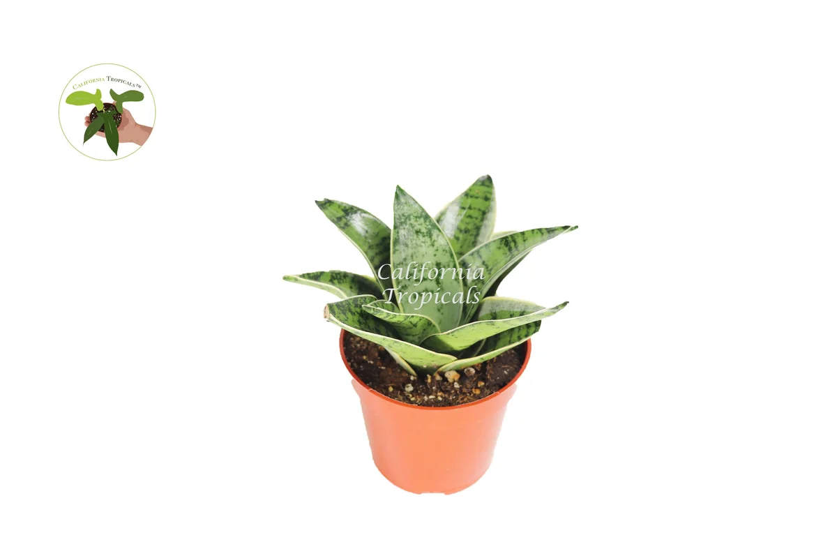 Sansevieria Starlight Snake Plant - 4'' Pot Live Plant - Indoor - Image 1