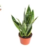 Sansevieria Superba Live Plant – 6 inch Pot – Indoor Snake Plant - Image 1
