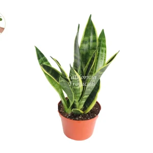 Sansevieria Superba Live Plant – 6 inch Pot – Indoor Snake Plant - Image 1