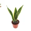 Sansevieria Superba Snake Plant Live Plant – 4 inch Potted Houseplant – Indoor - Image 1