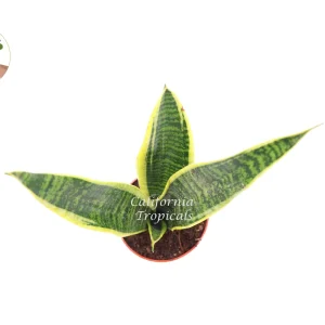 Sansevieria Superba Snake Plant Live Plant – 4 inch Potted Houseplant – Indoor - Image 2