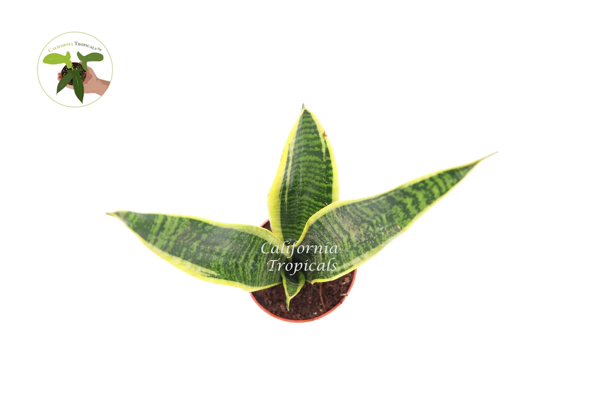 Sansevieria Superba Snake Plant Live Plant – 4 inch Potted Houseplant – Indoor - Image 2