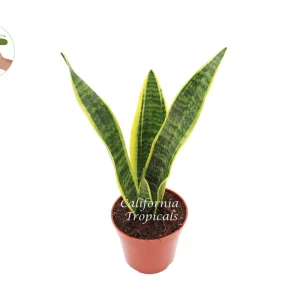 Sansevieria Superba Snake Plant Live Plant – 4 inch Potted Houseplant – Indoor - Image 1