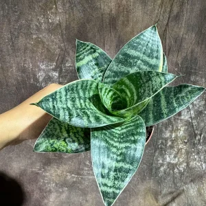 Sansevieria Trifasciata 'Hahnii' Bird's Nest Snake Plant 4