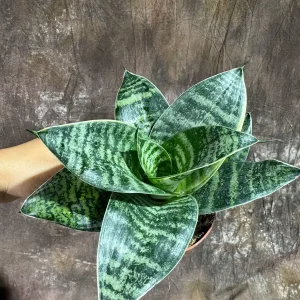 Sansevieria Trifasciata 'Hahnii' Bird's Nest Snake Plant 4