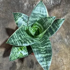 Sansevieria Trifasciata 'Hahnii' Bird's Nest Snake Plant 4