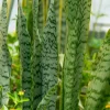 Sansevieria Trifasciata Live Plant - Mother-in-Law's Tongue Indoor - Image 1
