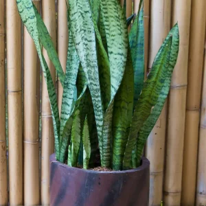 Sansevieria Trifasciata Live Plant - Mother-in-Law's Tongue Indoor - Image 2