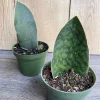 Sansevieria Whale Fin Snake Plant Live Plant – 4 inch Pot – Easy Care Indoor - Image 1