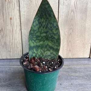 Sansevieria Whale Fin Snake Plant Live Plant – 4 inch Pot – Easy Care Indoor - Image 4