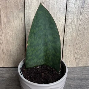 Sansevieria Whale Fin Snake Plant Live Plant – Masoniana – 6 inch Pot – Indoor - Image 1