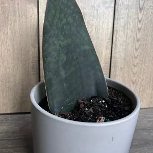 Sansevieria Whale Fin Snake Plant Live Plant – Masoniana – 6 inch Pot – Indoor - Image 5
