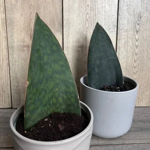 Sansevieria Whale Fin Snake Plant Live Plant – Masoniana – 6 inch Pot – Indoor - Image 6