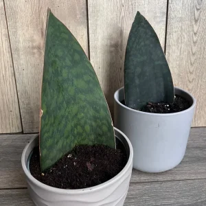 Sansevieria Whale Fin Snake Plant Live Plant – Masoniana – 6 inch Pot – Indoor - Image 7
