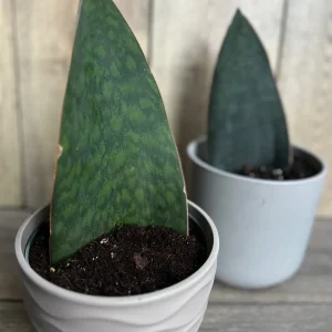Sansevieria Whale Fin Snake Plant Live Plant – Masoniana – 6 inch Pot – Indoor - Image 9