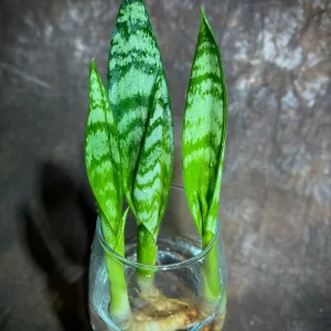 Sansevieria Zeylanica Baby Plant - 2
