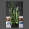Sansevieria Zeylanica Live Plant – Large Snake Plant – 10 Inch Grow Pot – Low Light Indoor Houseplant - Image 1