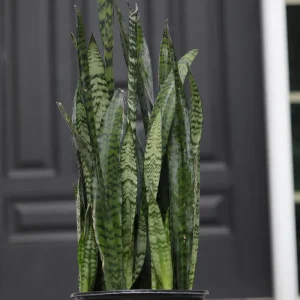Sansevieria Zeylanica Live Plant – Large Snake Plant – 10 Inch Grow Pot – Low Light Indoor Houseplant - Image 3