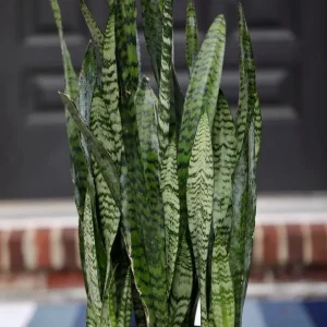Sansevieria Zeylanica Live Plant – Large Snake Plant – 10 Inch Grow Pot – Low Light Indoor Houseplant - Image 5