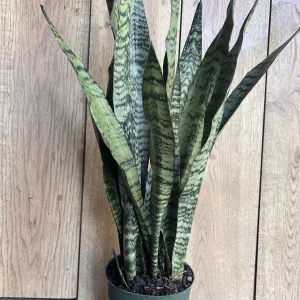 Sansevieria Zeylanica Live Plant – Snake Plant – 6 inch Pot – Indoor - Image 2