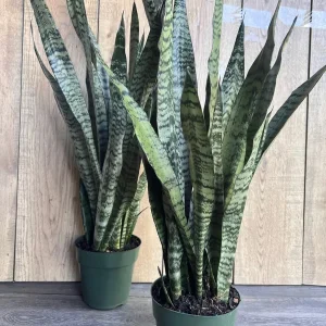 Sansevieria Zeylanica Live Plant – Snake Plant – 6 inch Pot – Indoor - Image 5