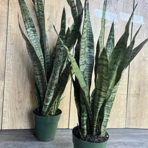 Sansevieria Zeylanica Live Plant – Snake Plant – 6 inch Pot – Indoor - Image 6