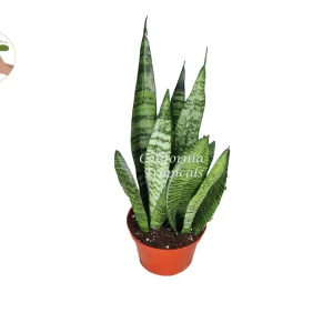 Sansevieria Zeylanica Live Plant – Snake Plant Indoor – 6 inch Pot - Image 1