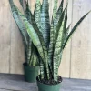 Sansevieria Zeylanica Snake Plant – Live Indoor Houseplant – 4 inch Pot - Image 1