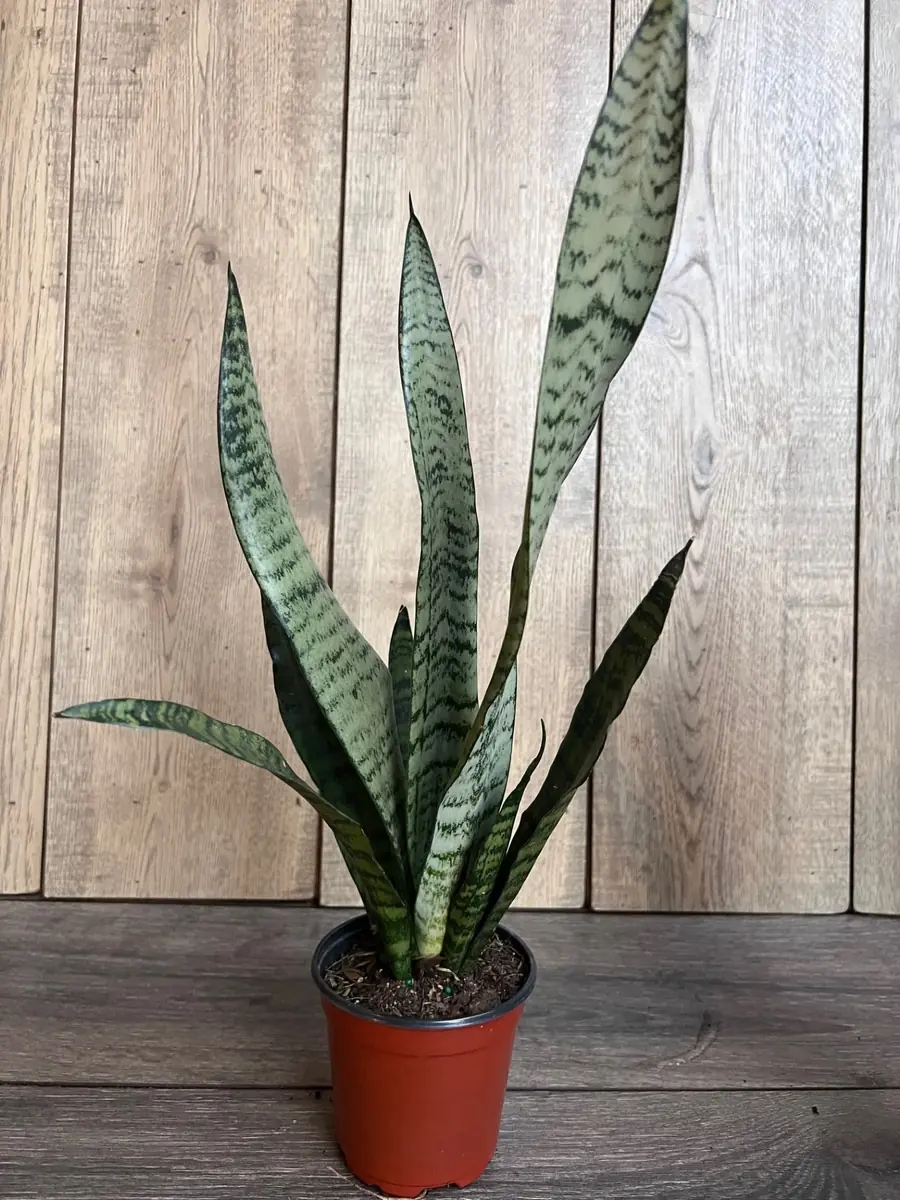 Sansevieria Zeylanica Snake Plant – Live Indoor Houseplant – 4 inch Pot - Image 2