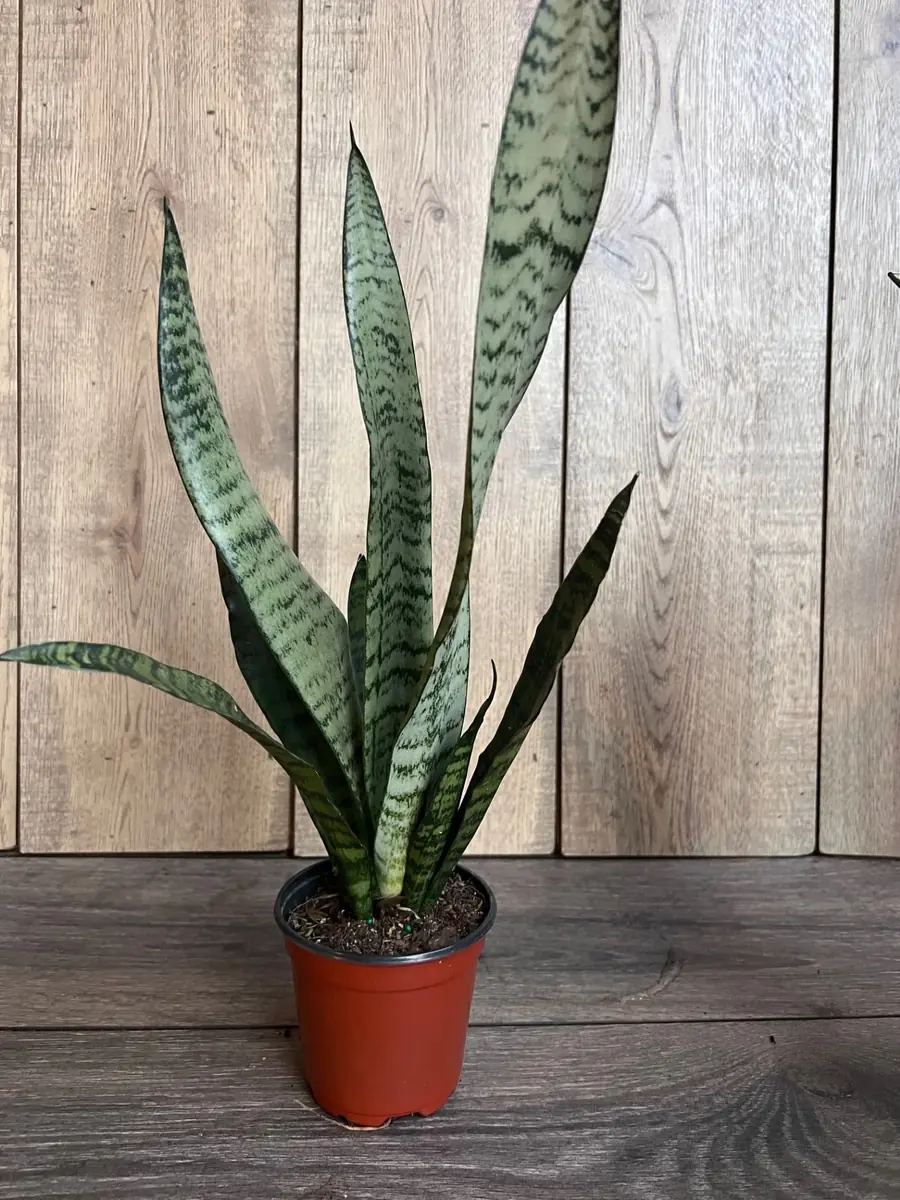 Sansevieria Zeylanica Snake Plant – Live Indoor Houseplant – 4 inch Pot - Image 3
